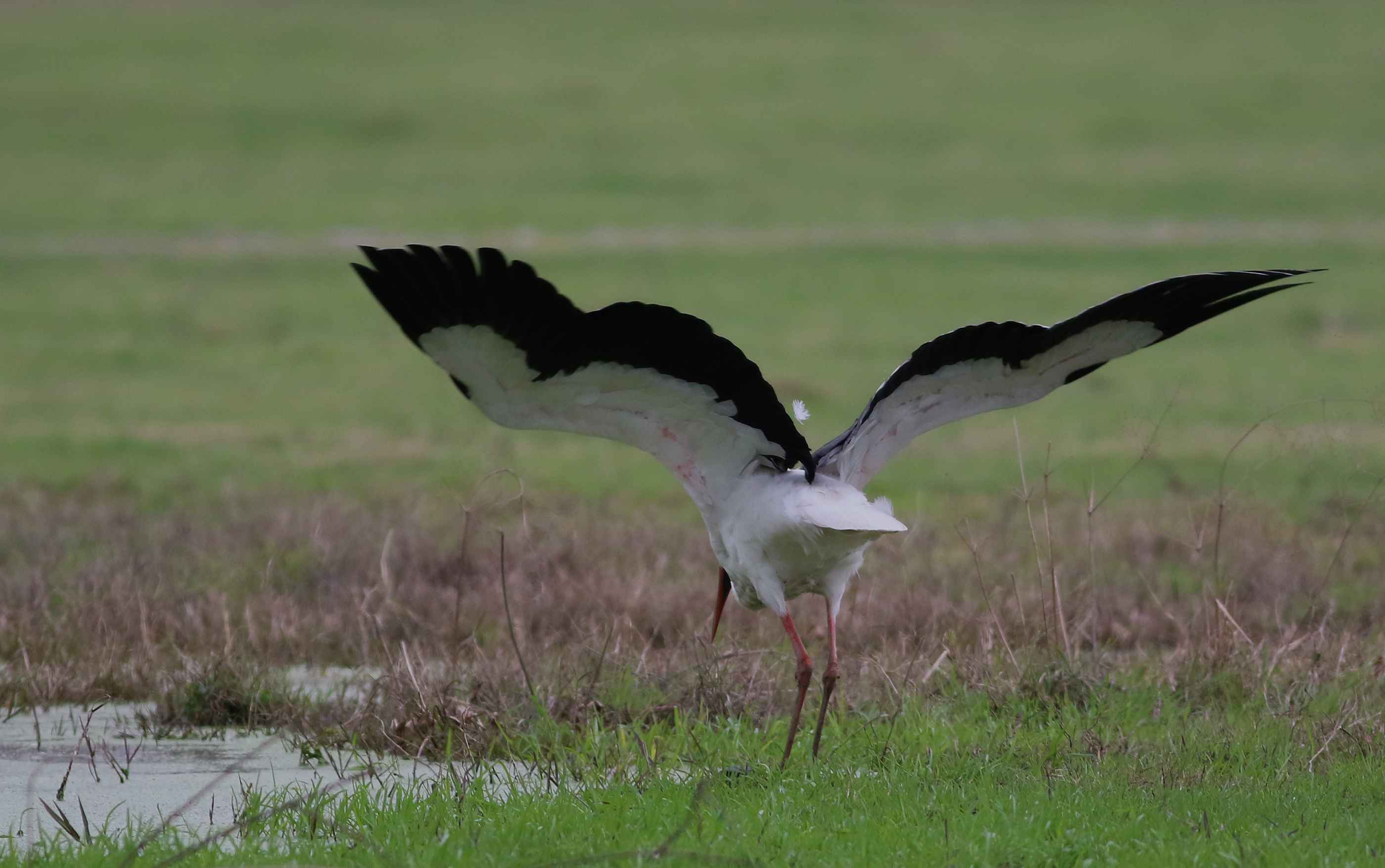White Stork